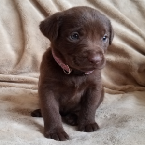 labrador retriever puppies for sale near me