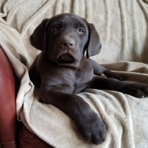 labrador retriever chocolate puppy