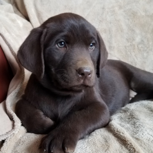 english labrador retriever