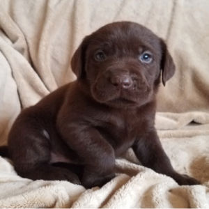 labrador retriever puppies